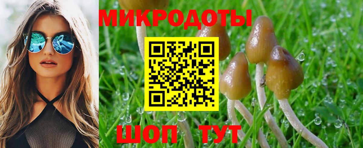 Псилоцибиновые грибы Psilocybine cubensis Печора